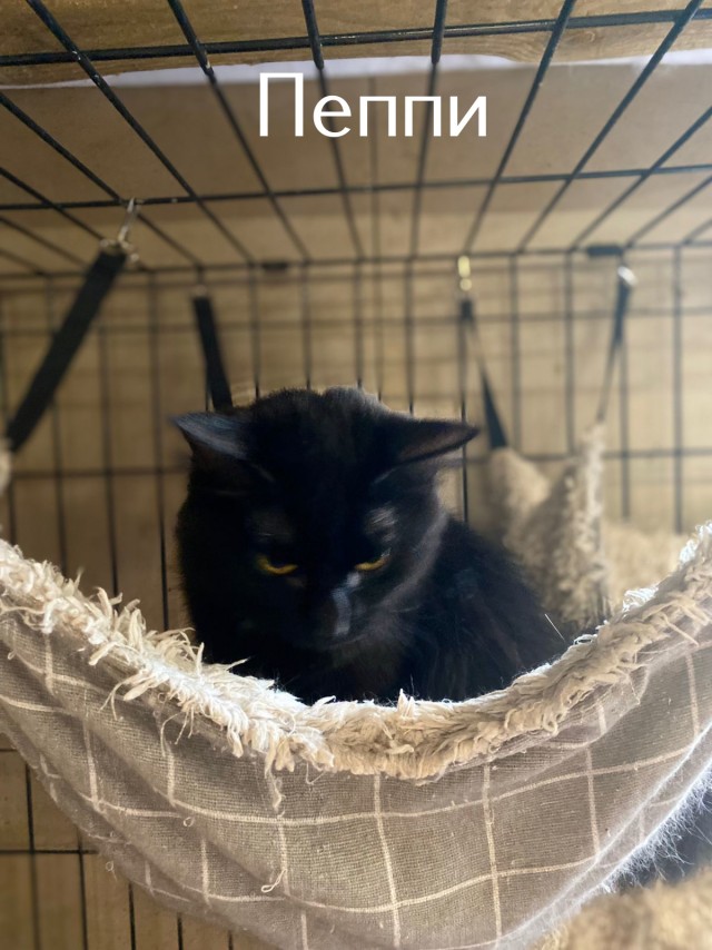 Жизнь домашнего приюта "Котоленд" 508