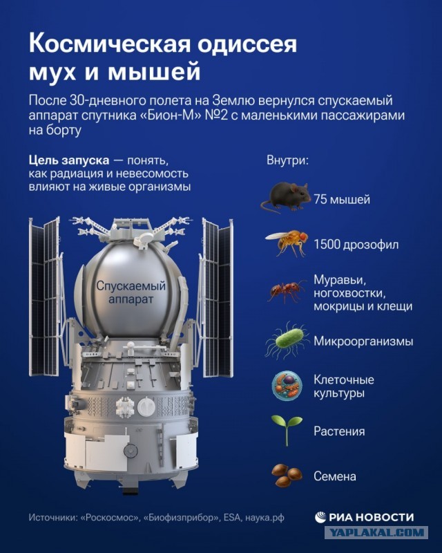 После месячного полета спускаемый аппарат биоспутника «Бион-М» № 2 с живыми организмами на борту успешно вернулся на Землю