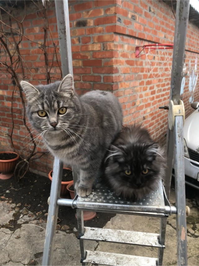 Котовторник.Наши модели