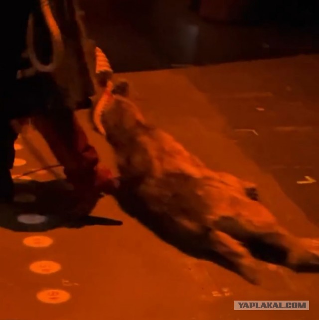 «Царская невеста» и Колян