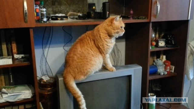 Кот умывается. Часть 2