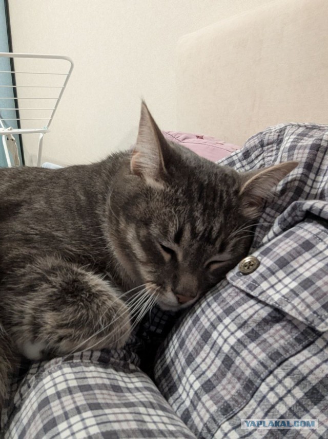 Котейка на укотовление