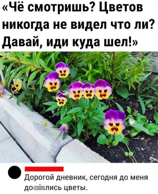 Аспарагусы