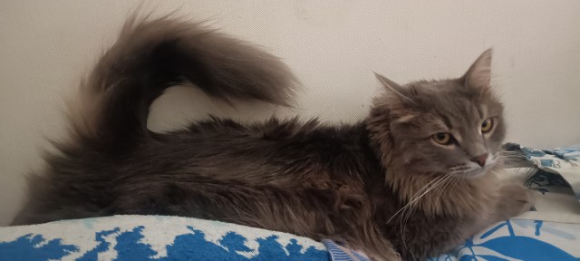Ну’с с котовторником Вас товарищи