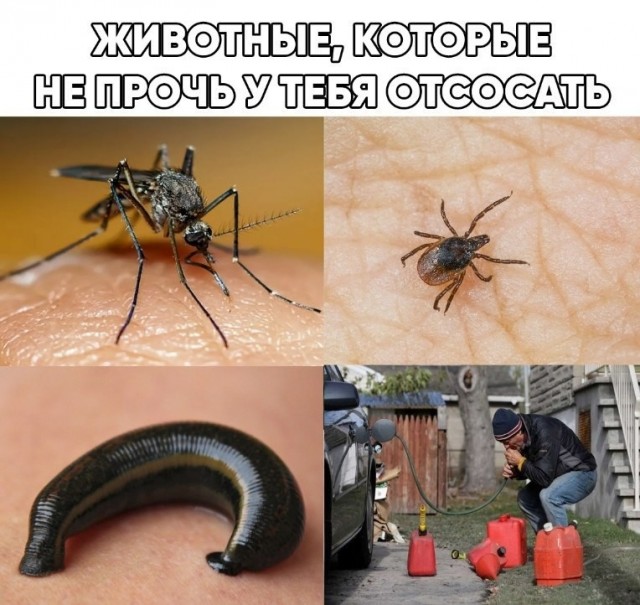 Картинки. Баяны и аккордеоны.