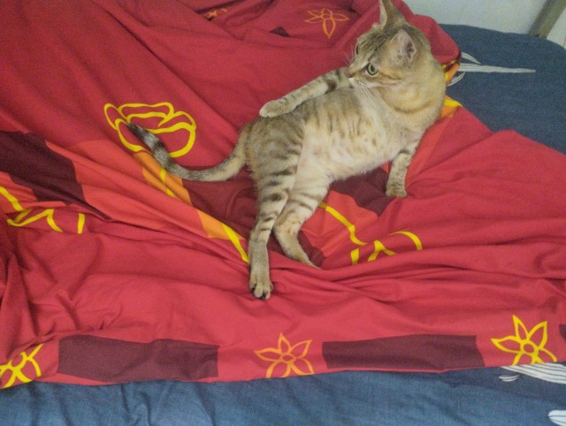Котомошенники отнимают квадратные сантиметры у наших граждан!