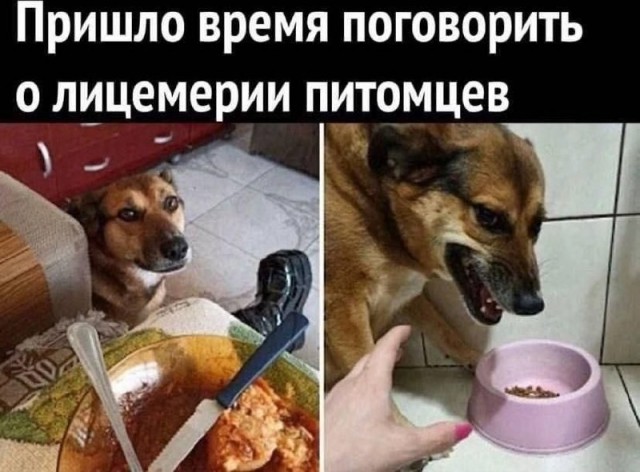 Картинки для деградации 233 (разной степени свежести)