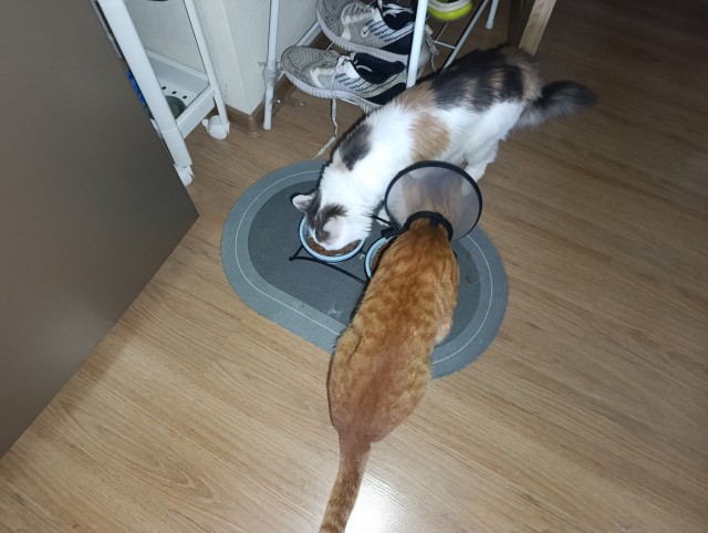 Пристраиваю котэ