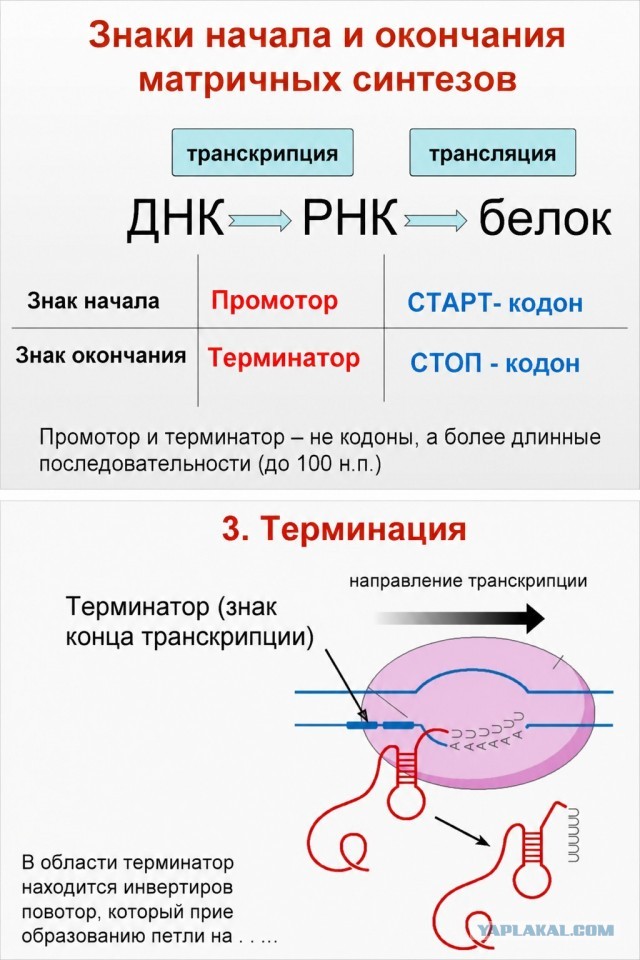 Картиночки, баянчики 19 июля