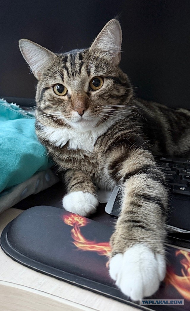Мой котик
