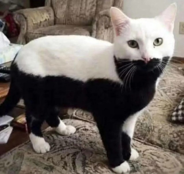 Кот поллитра