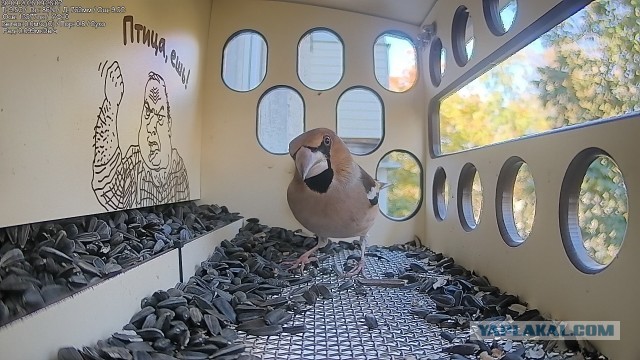 Онлайн кормушка