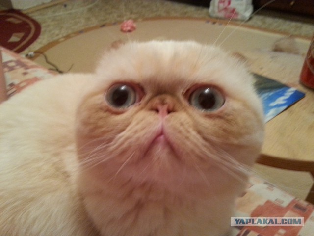 Котовторник  10.12.2013
