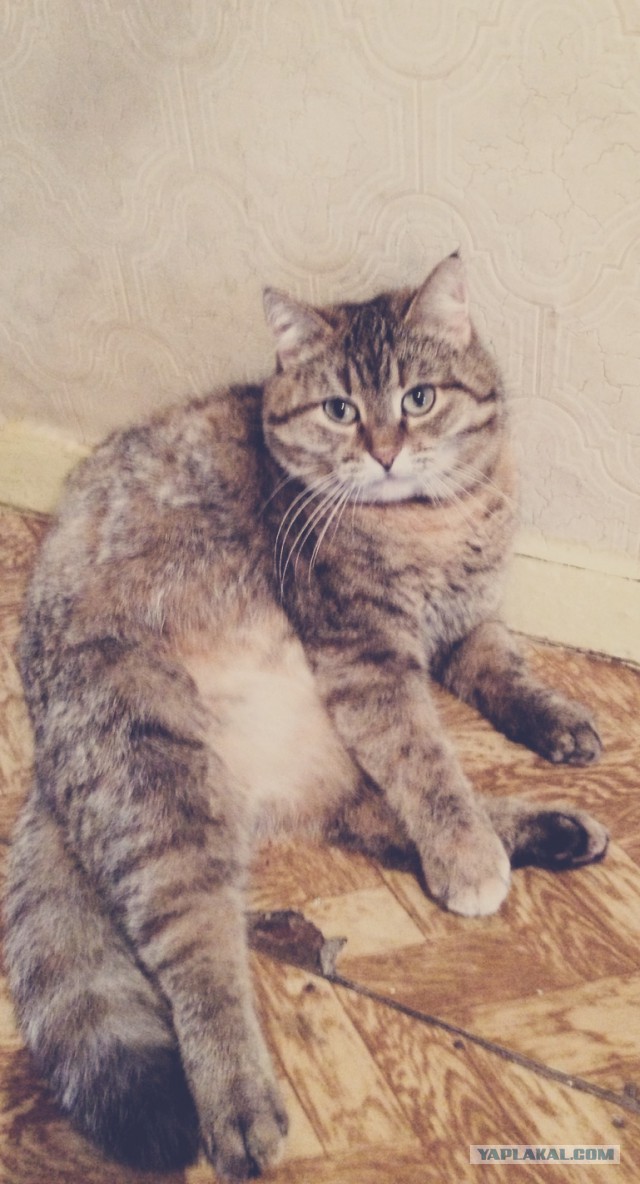 Про спасенных котеек