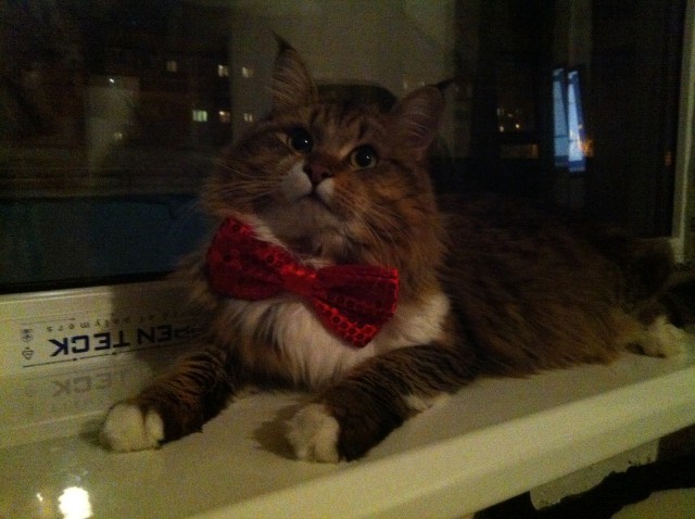 Как я вскармливал котенка без кошки