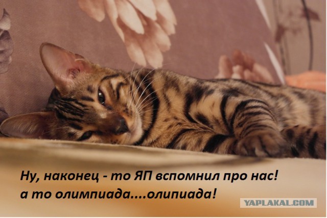 Не про олимпиаду