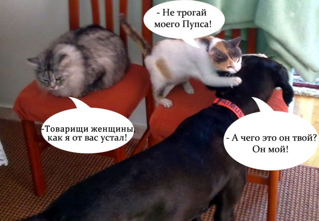 Что должна уметь каждая уважающая себя кошка