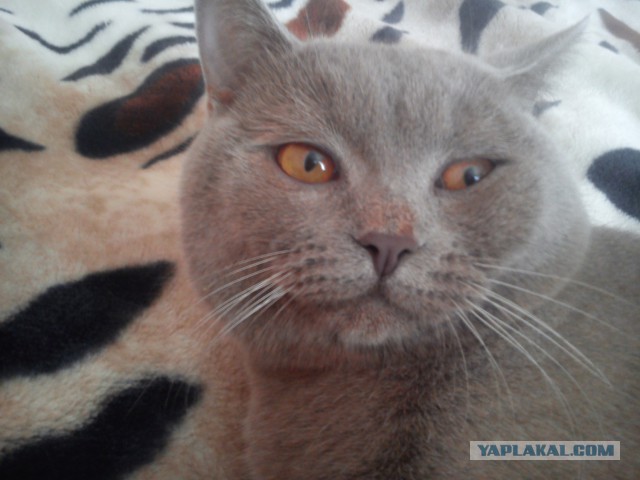 Котовторник 01.04.2014