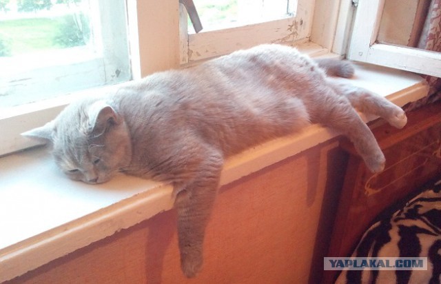 Котовторник 12.08.2014