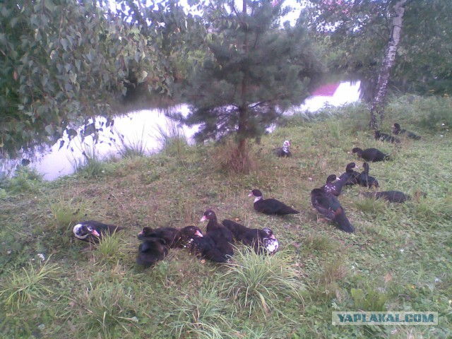 Мои грибочки...