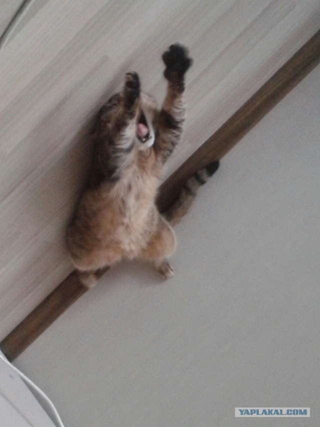 Котовторник 02.09.2014
