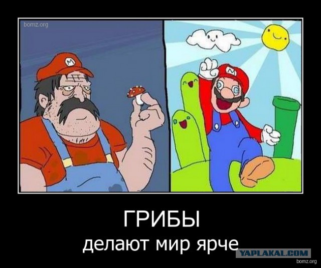 Добро пожаловать в мир грибов