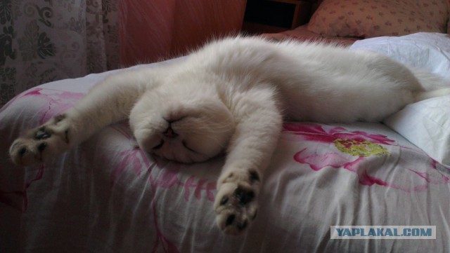 Котовторник 04.11.2014