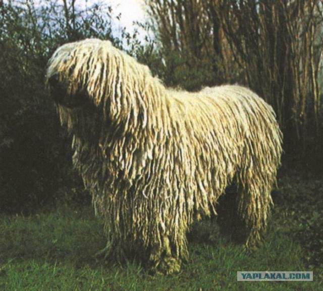 Муж подарил дочке бензопилу