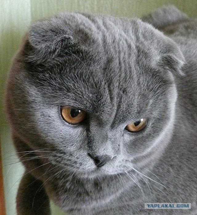 Котовторник 24.03.2015