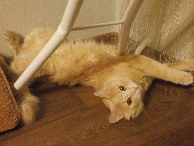 Котовторник 31.03.2015