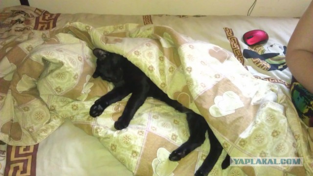 Котовторник 12.05.2015