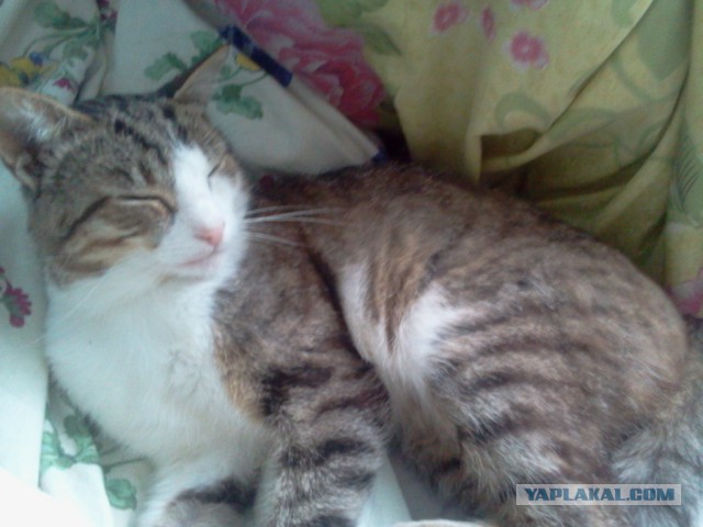 Котовторник 14.07.2015