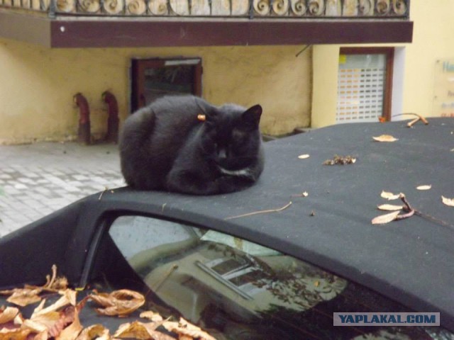 Котовторник  21.07.2015
