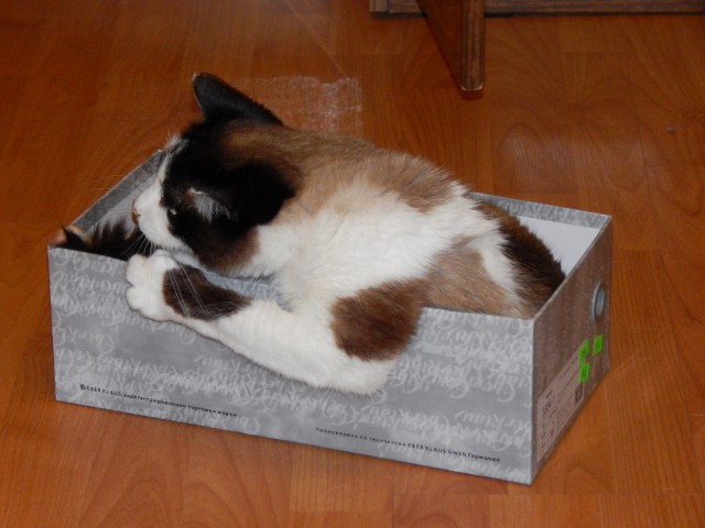 Про котов