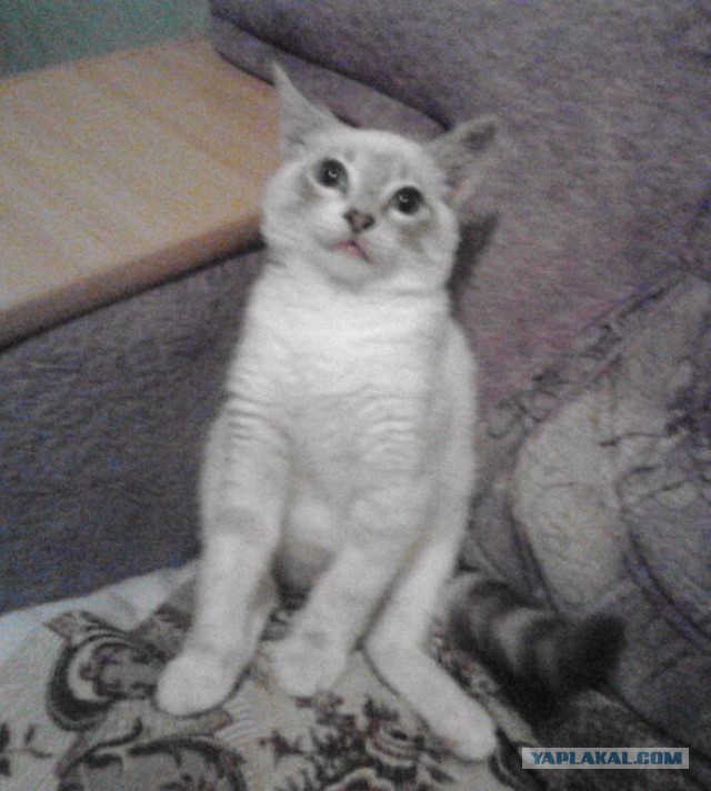 Котооо-о-о-вторник