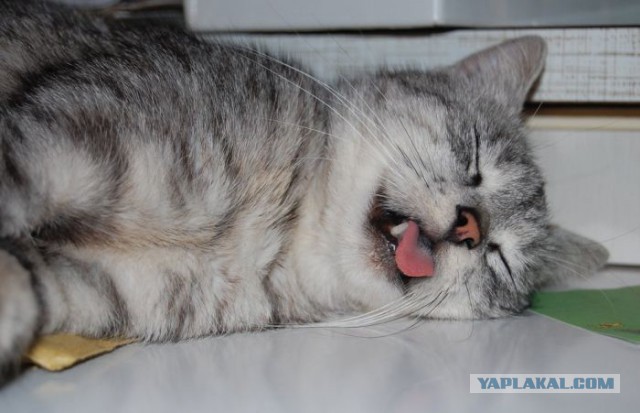 Котовторник