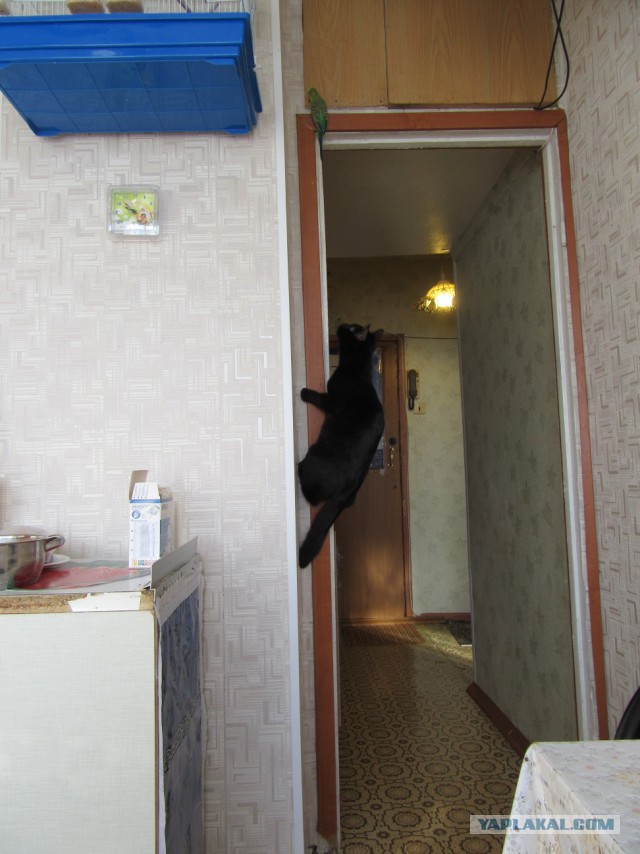 Котовторник  01.03.2016
