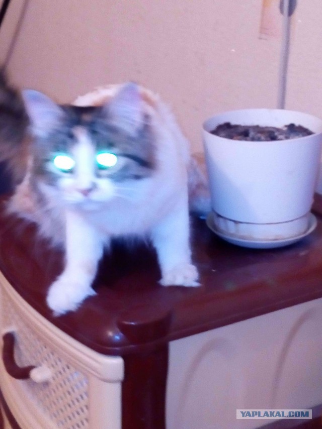 Котовторник 15.03