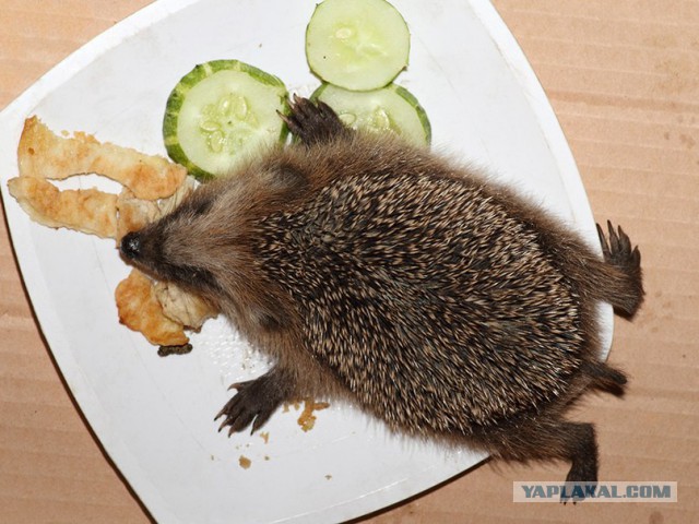 Запорожская АЭС практически вышла из строя