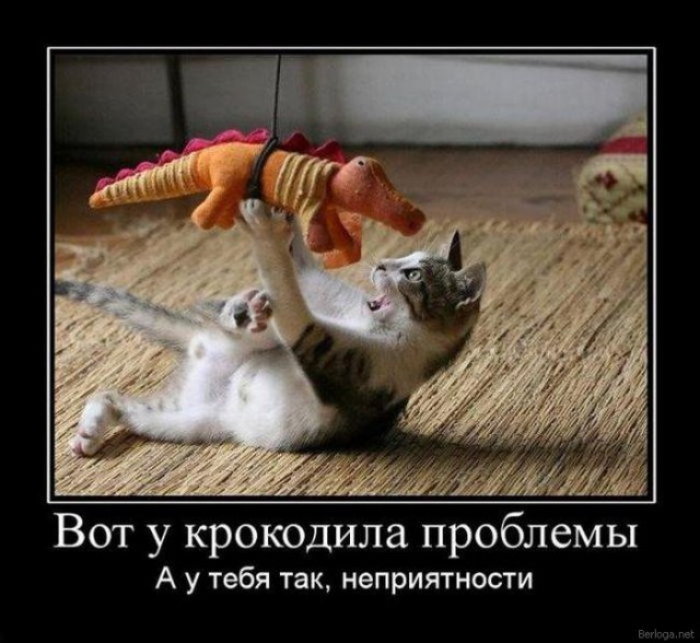 Демы к котовторнику!