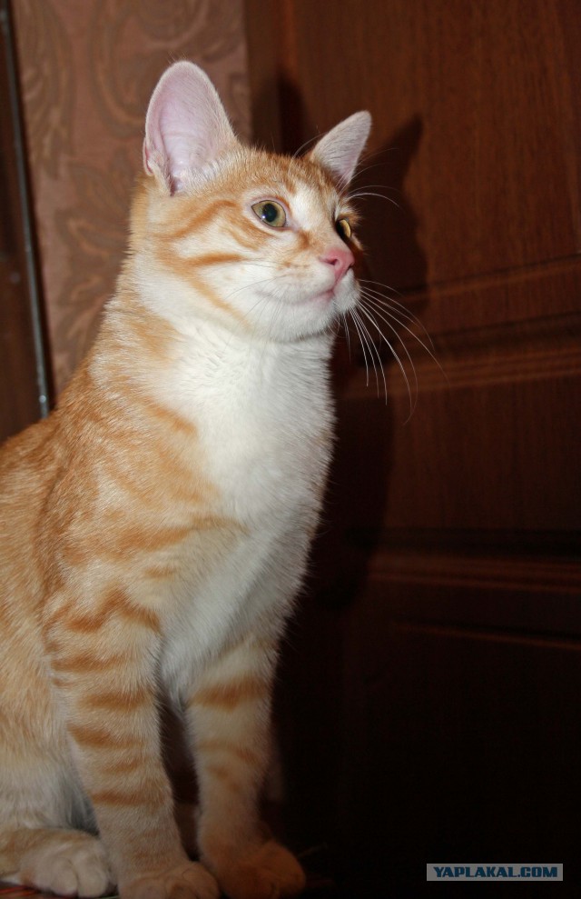 Котовторник. Алиса. Одно из лучших творений природы.