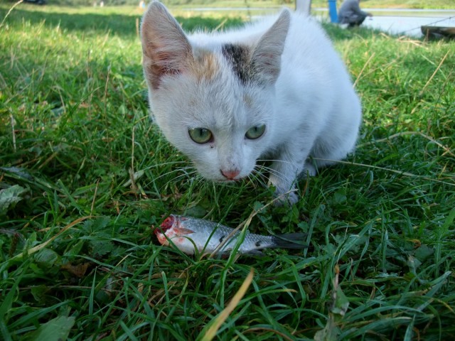 Котовторник 30.08.2016