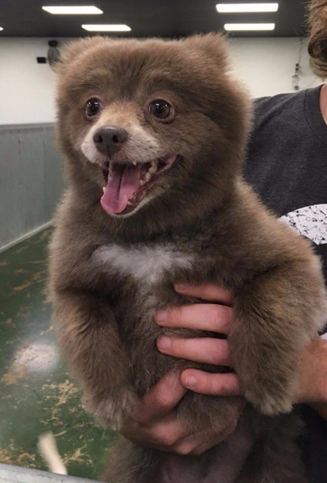Прикольные животные
