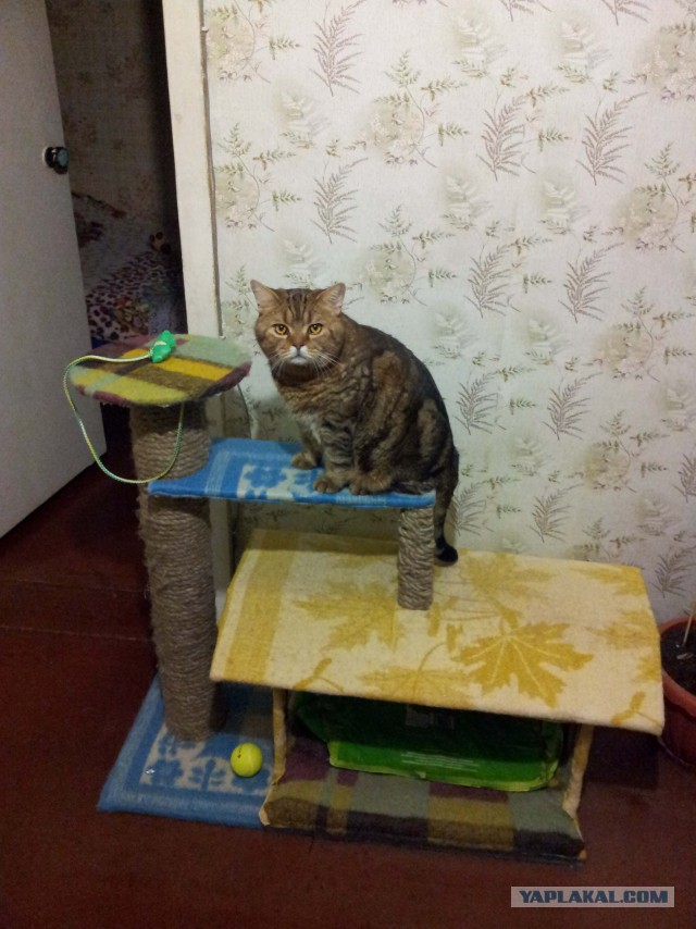 Домик для кота