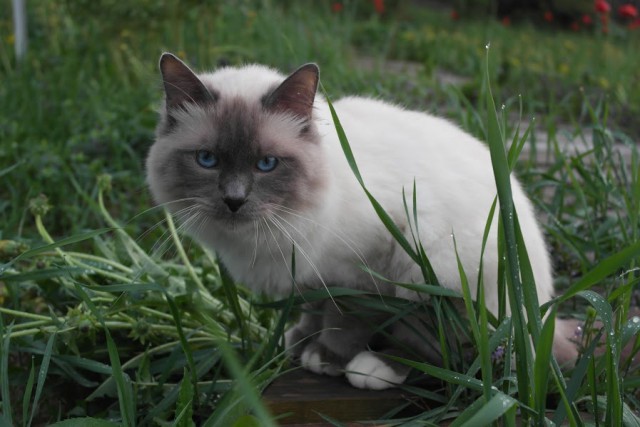 Коты из сети