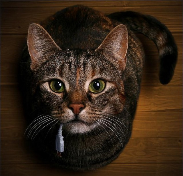 Коты из сети