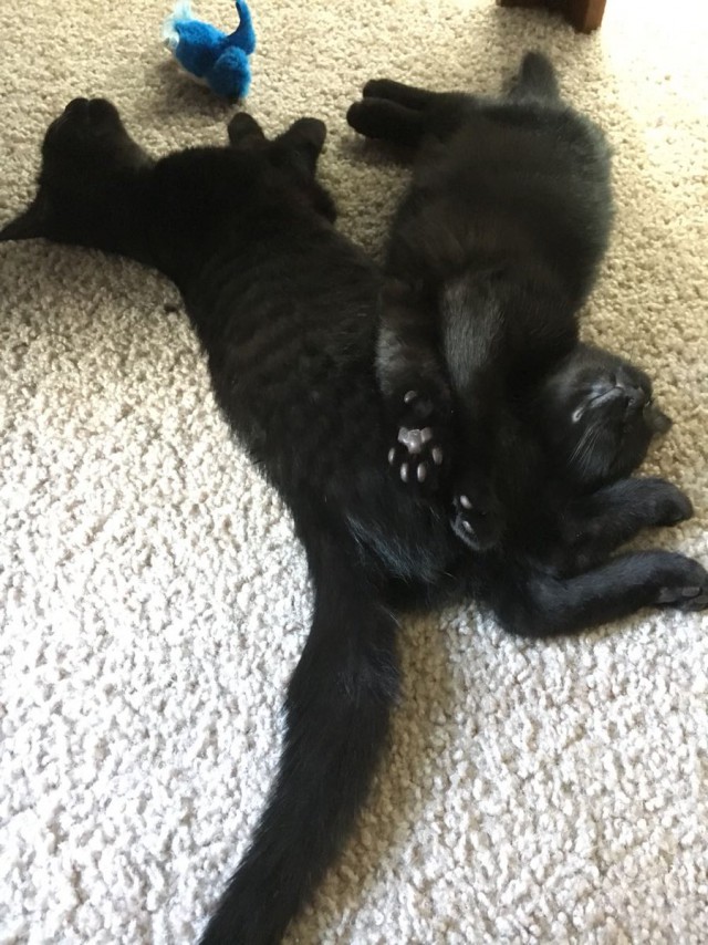 Коты из сети