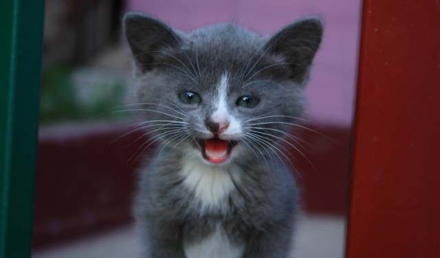 Коты и Кошки