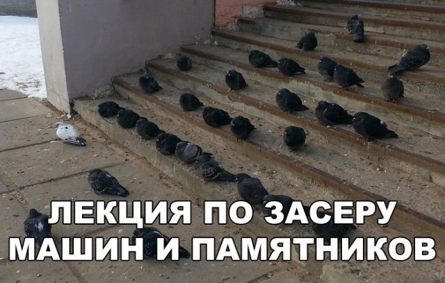 Подборка забавных животных