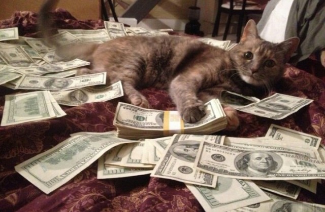 Коты и Кошки